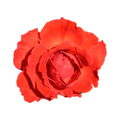 Red rose flower blossom, Beautiful flowering 