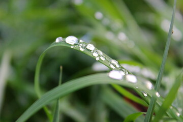 Wassertropfen auf Grashalm 