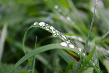 Wassertropfen auf Grashalm 
