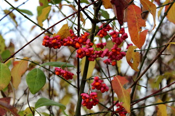 Spindelstrauch, Pfaffenhütchen