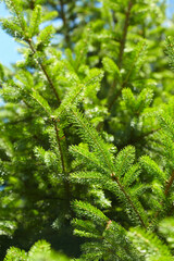 fir branch over blue sky