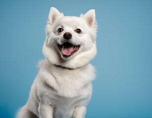 Obraz premium a white smiling pomeranian on a blue background with a free place to insert information