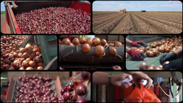 Onion Production and Postharvest Handling of Onion - Multiscreen Video. Onion Processing in Packing House Facility Prior Distribution to Market. Fresh Onion Bulbs Moving Along Conveyor Belt.