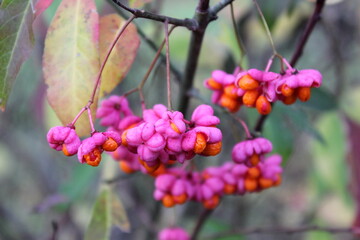 Spindelstrauch, Pfaffenhütchen
