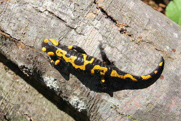 A flame salamander is perched on a wooden surface, poised and ready for its transformation.