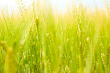 green wheat field on the farm field