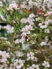 pink cherry blossom in spring white background