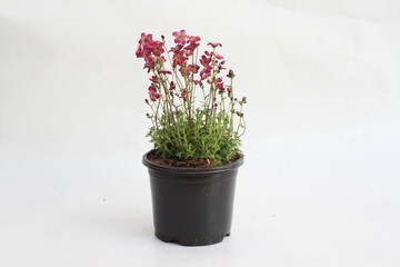 potted plant featuring pink flowers that bloom against a white background.