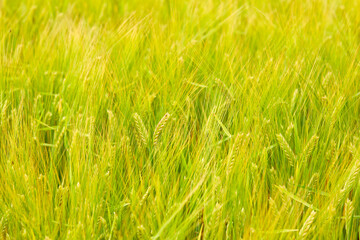 green wheat field on the farm field