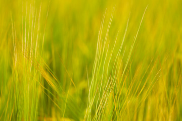 green wheat field on the farm field