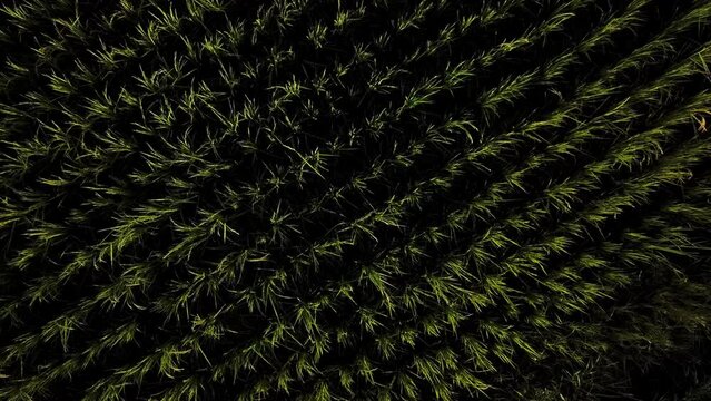 Green grass land rice paddy farm field in harvest season farmer plant rice in a row parallel patern to increase efficiency organic high quality of agriculture product in Iran rural countryside Gilan