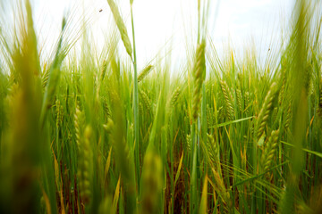 Obraz premium green wheat field on the farm field