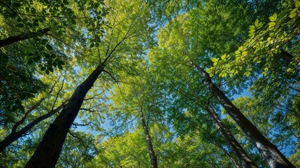 Obraz premium Tall trees in the forest