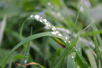 Wassertropfen auf Grashalm 