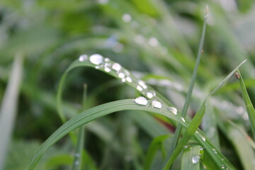 Wassertropfen auf Grashalm 