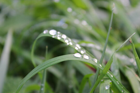 Wassertropfen auf Grashalm 