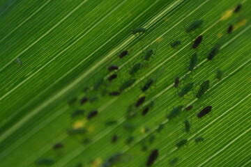 A cluster of colorful bugs crawling on a vibrant green leaf