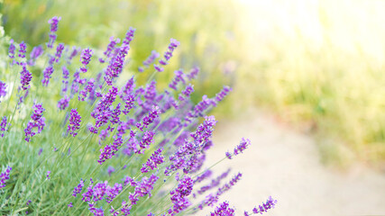Summer floral background in nature. Garden purple lavender flowers, banner. Flowers in summer.