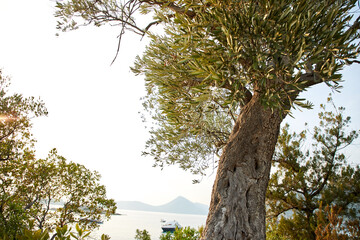 old olive tree with fruits in the Montenegro
