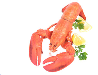 Lobster isolated on white background