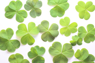 four leaf clover isolated on white background	

