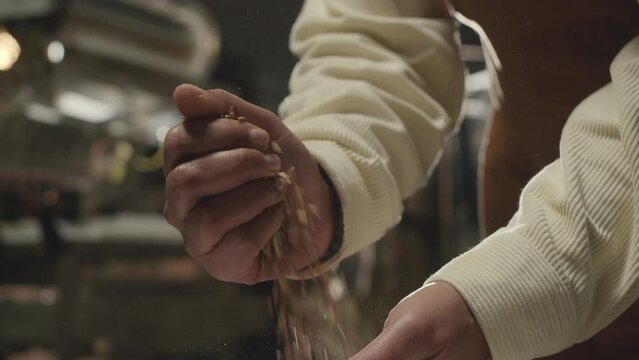 Cropped slowmo of unrecognizable brewing technician examining barley grains from sack, pouring them from one hand into another