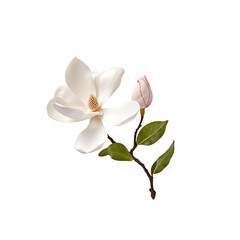Fototapeta na wymiar Beautiful magnolia flower on transparent background png