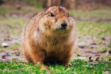 Präriehund - Erdhörnchen - Nagetier - Pelz - Pelzig - Tier - Animal - Cute Prairie Dog - Family -...