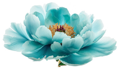 Turquoise peony flower - obrazy, fototapety, plakaty