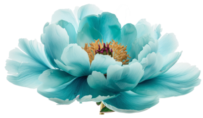 Turquoise peony flower