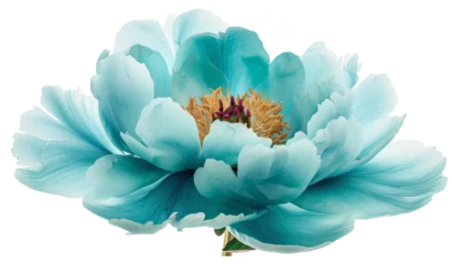 Foto auf Acrylglas Turquoise peony flower © Zaleman