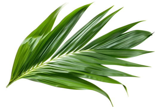 Tropic leaves. Exotic leaf - Powered by Adobe