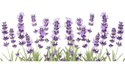 Wandaufkleber Lavender flowers © Zaleman