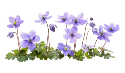 First spring flowers, Anemone hepatica