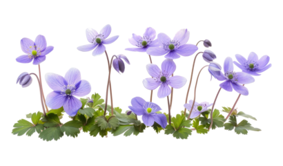 First spring flowers, Anemone hepatica