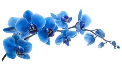 Blue Orchid