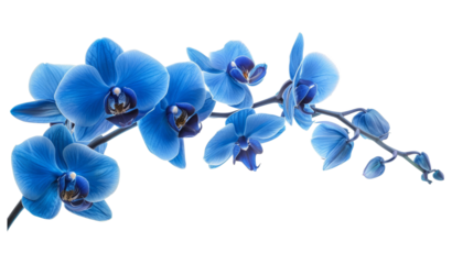 Blue Orchid