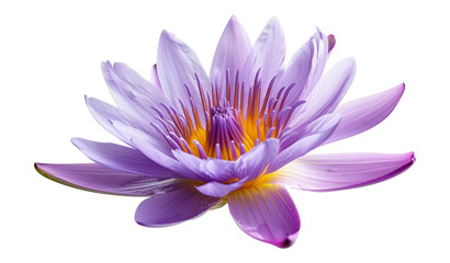 Purple water lily, Blooming water lily flower with clipping path