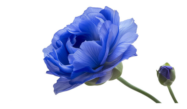 Eustoma