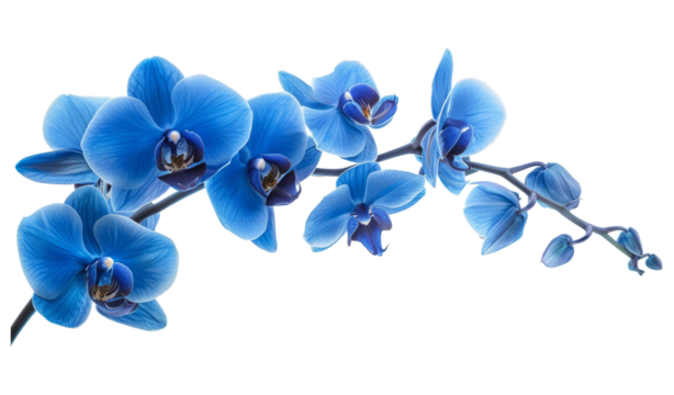 Blue Orchid