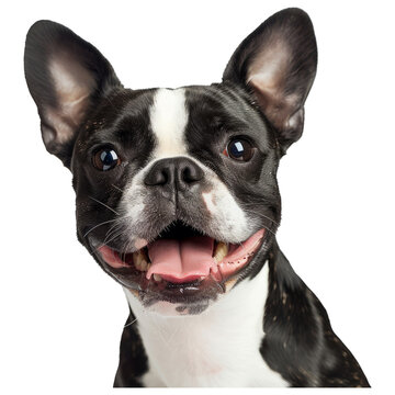 Studio portrait of a smiling Boston Terrier dog