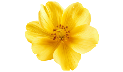 Yellow isolated flower