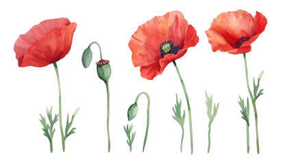 Red poppy flower watercolor illustration vector collection