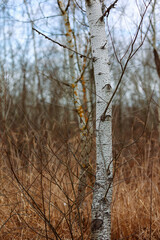 White tree trunk in the forest in winter, surrounded by tall dry grass