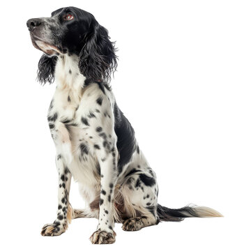 Studio portrait of a black and white English Setter sitting and looking forward