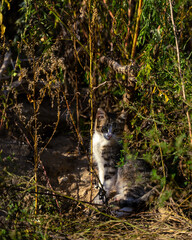 A young cat hid in a thicket of tall grass.