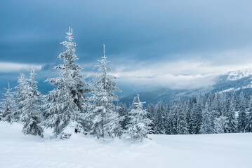 Fototapeta na wymiar pine trees covered with snow. landscape in winter mountains. Christmas background