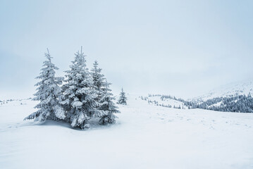 pine trees covered with snow. landscape in winter mountains. Christmas background
