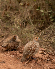 side profile of grey francolin or grey partridge or Francolinus pondicerianus family together on a forest track in winter season safari at Ranthambore national park forest rajasthan india asia