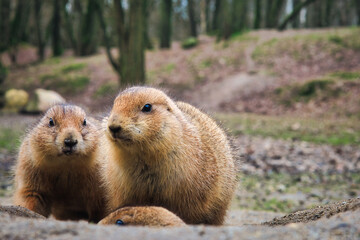 Präriehund - Erdhörnchen - Nagetier - Pelz - Pelzig - Tier - Animal - Cute Prairie Dog - Family -...